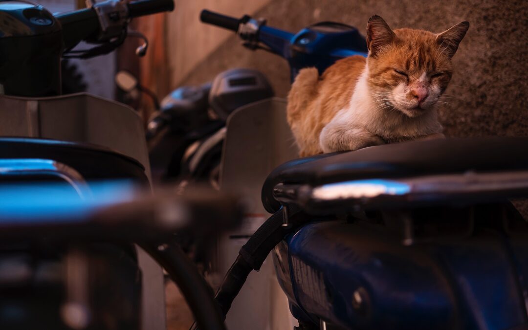 At Their Level: Street Animals